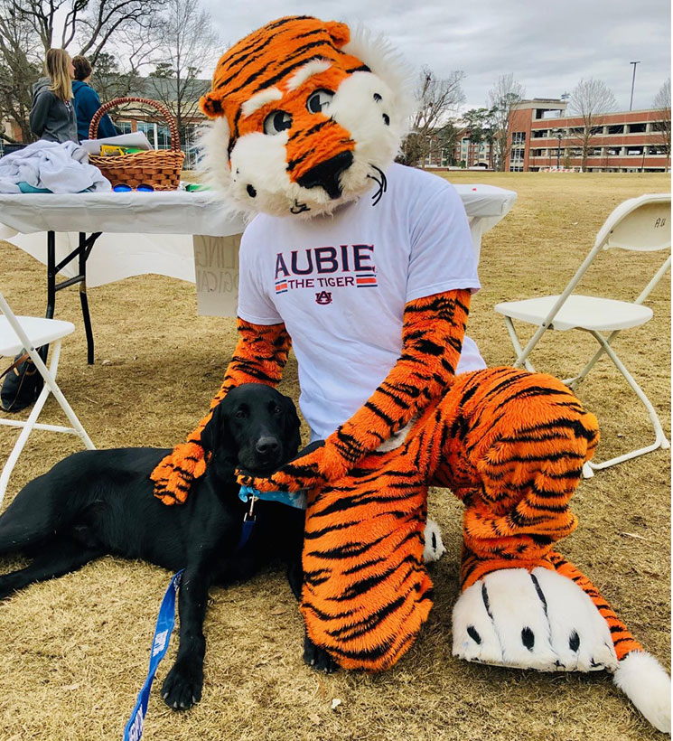 Dogtor Rooster with Aubie at NEDA walk on campus