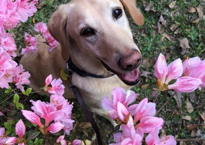 Dogtor Moose smells the flowers on the Auburn campus in the Spring