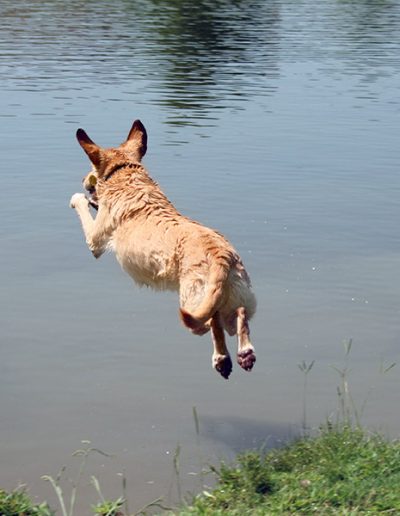 Dogtor Moose makes a "leap of faith"