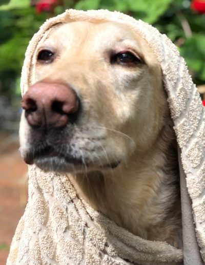 Dogtor Moose loves towel time