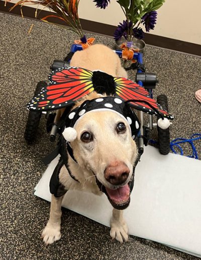 Dogtor Moose (the Pollinator) visits Physical Therapy during Halloween at Auburn University CVM
